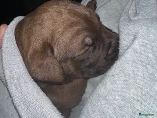 Kruising honden Kruising stafford - Advertentie 1