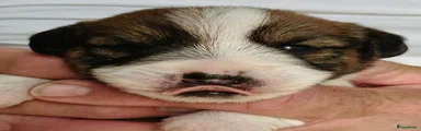 Jack Russel Terriër 2