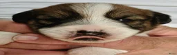 Jack Russel Terriër honden te koop: Jackrussellterrier Ruwhaar - Advertentie 2