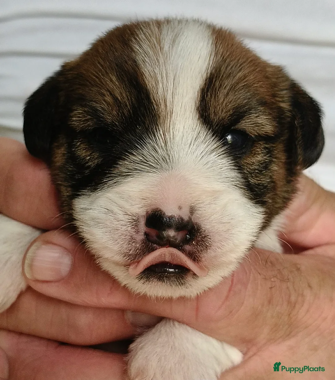 Jack Russel Terriër honden te koop: Jackrussellterrier Ruwhaar - Advertentie 2