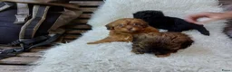 Kruising honden te koop: Schattige Sociale maltipoo x boomer puppies  in Damwâld - Advertentie 11