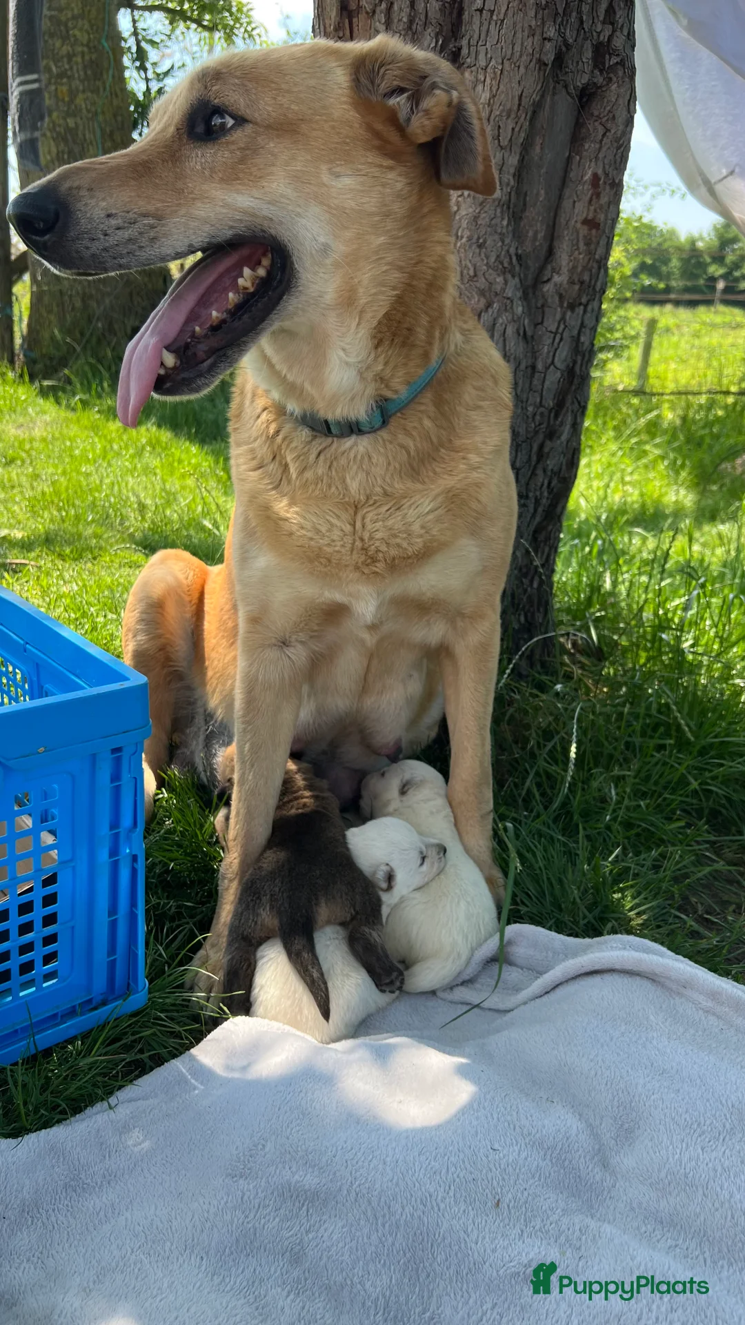 Kruising honden te koop: Prachtig zwart reutje pup nu 12 weken in Garnwerd - Advertentie 2