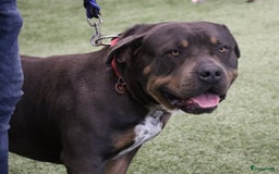 Amerikaanse Bully honden te koop: Laatste american bully XL teefje  - Afbeelding 16