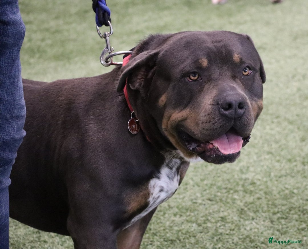 Amerikaanse Bully honden te koop: Laatste american bully XL teefje  - Afbeelding 16