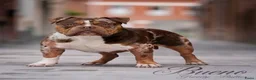 Amerikaanse Bully honden te koop: American Bully pups verwacht (GETEST)  - Advertentie 24