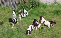 Engelse Springer Spaniel honden te koop: Lieve Engelse springer spaniel puppy's in Gameren - Afbeelding 25