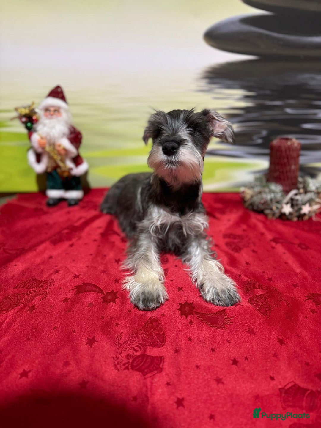 Dwergschnauzer honden te koop: Dwergschnauzer pups - Advertentie 9