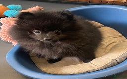 Pomeriaan honden te koop:  2 Prachtige pomeriaan/dwergkees pups. in Enkhuizen - Afbeelding 11