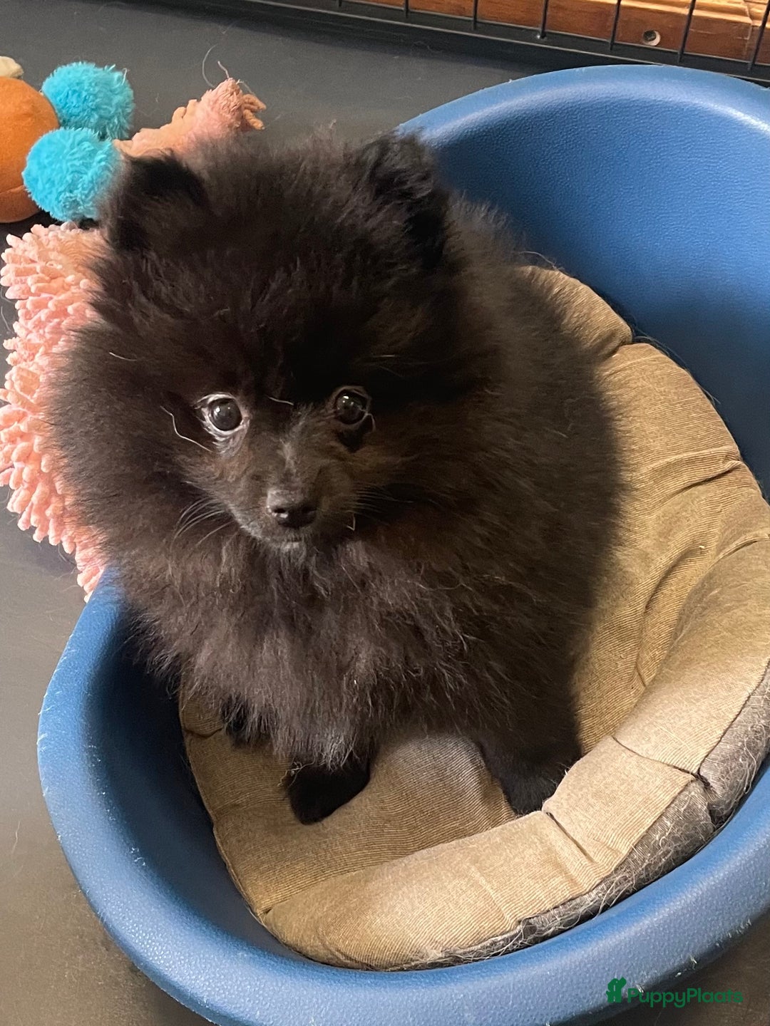 Pomeriaan honden te koop:  2 Prachtige pomeriaan/dwergkees pups. in Enkhuizen - Afbeelding 11