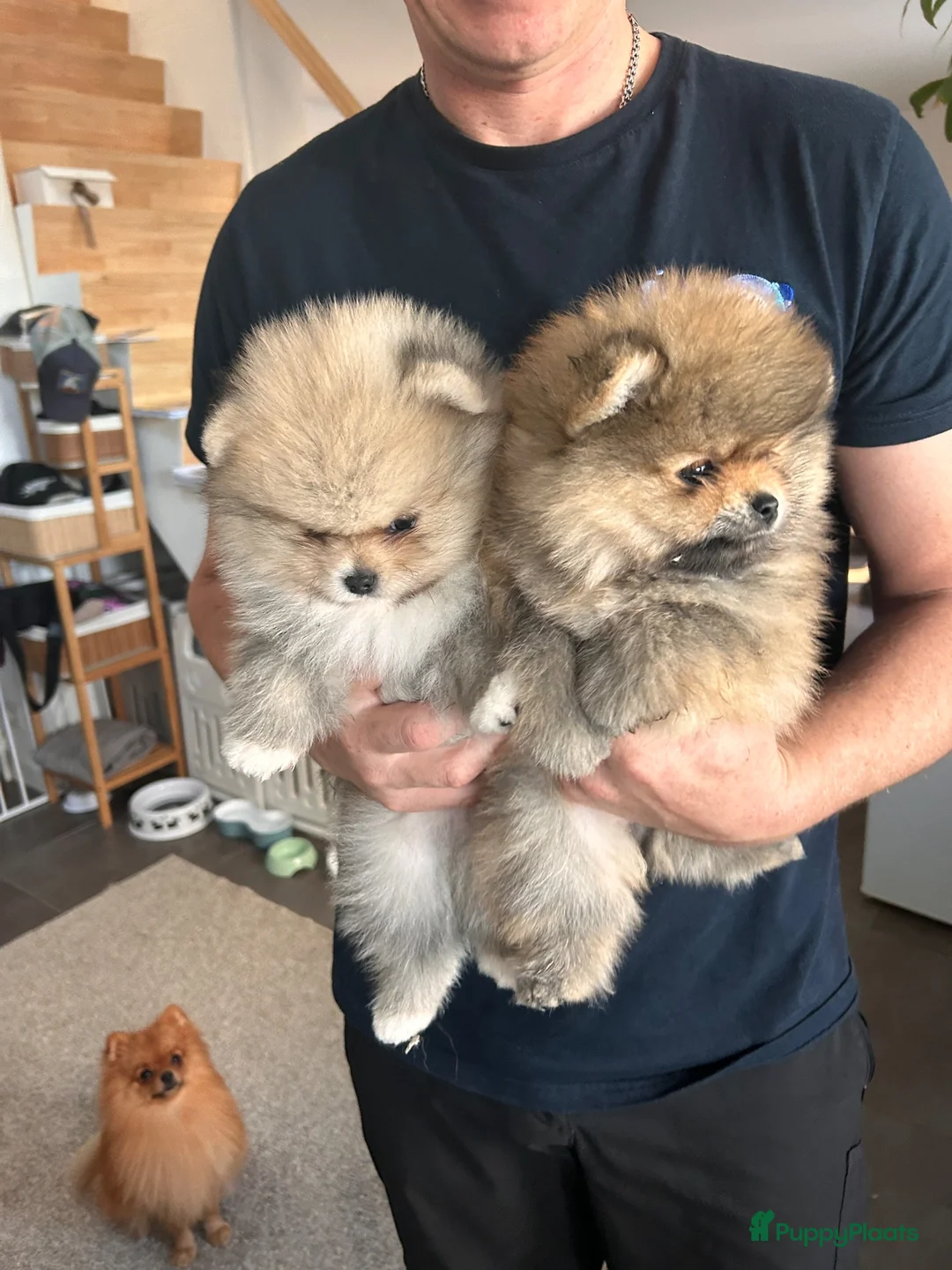 Pomeriaan honden te koop: 🌺Pomeranian 🌺 - Advertentie 2