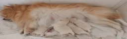 Pomeriaan honden te koop: Prachtige crèmekleurige pomeriaan pups (dwergkees) - Advertentie 2