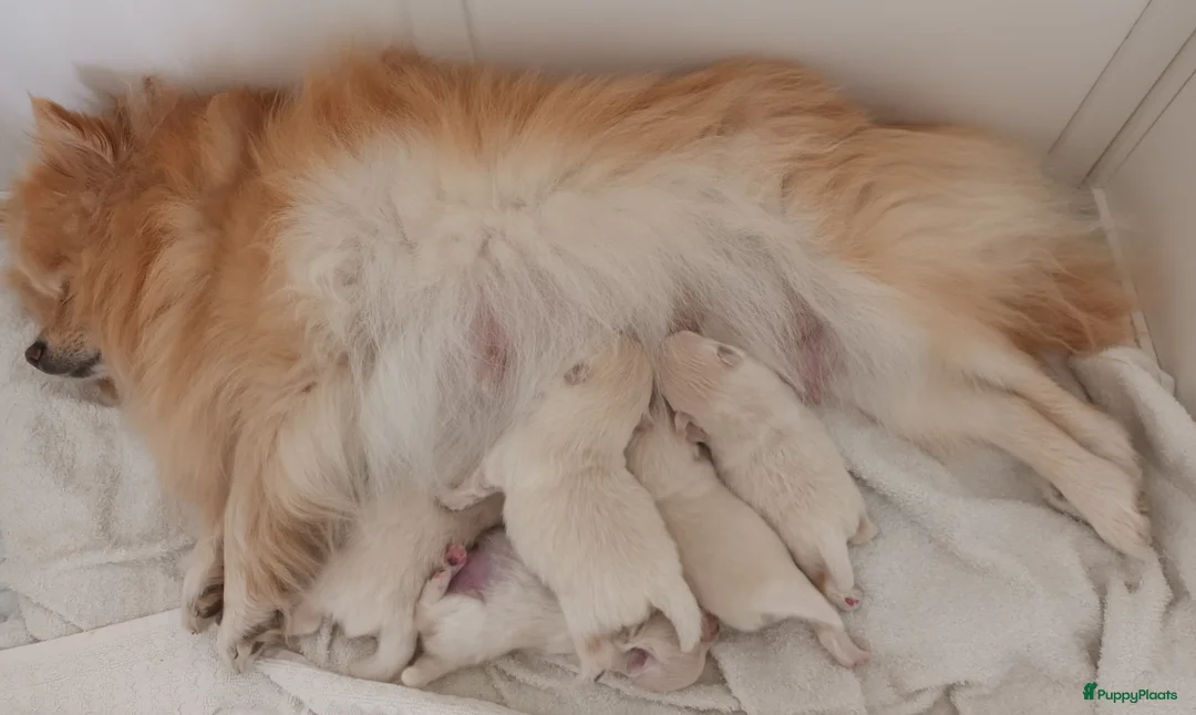 Pomeriaan honden te koop: Prachtige crèmekleurige pomeriaan pups (dwergkees) - Advertentie 2