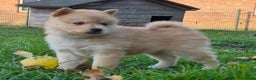 Kruising honden te koop: Pomsky x Shiba inu pups - Advertentie 27