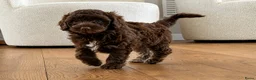 Labradoodle honden te koop: Nog 3 prachtige Labradoodle puppy’s beschikbaar - Advertentie 2