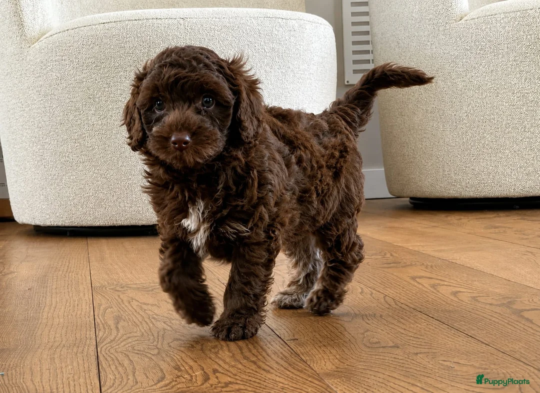 Labradoodle honden te koop: Nog 3 prachtige Labradoodle puppy’s beschikbaar - Advertentie 2