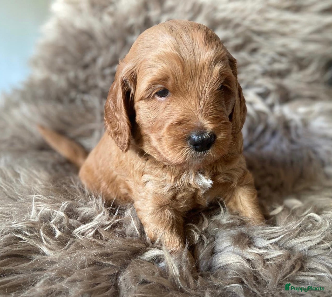 Kruising honden te koop: Knuffelzachte caramel & apricot Labradoodle pups🧡 - Advertentie 5