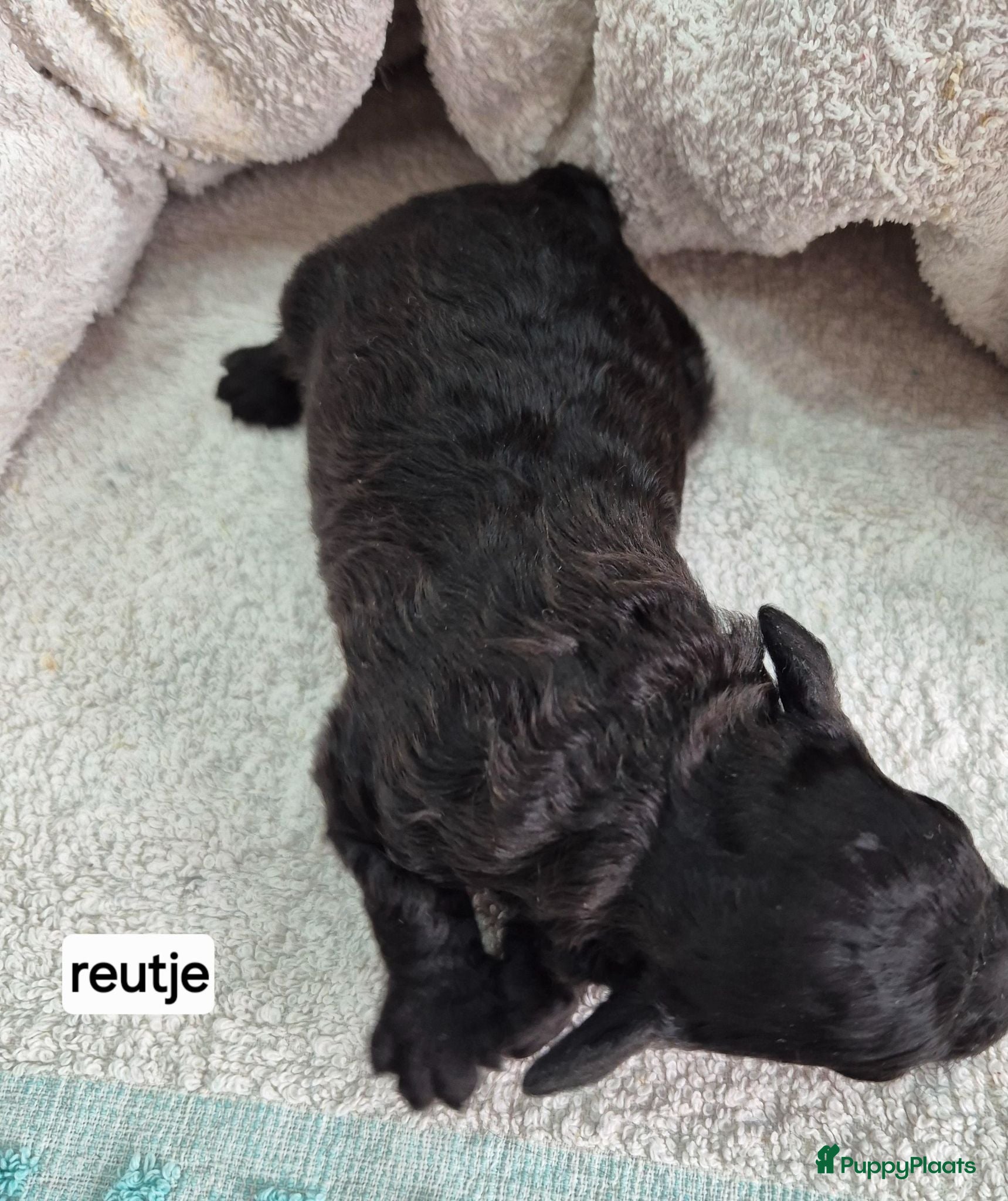 Dwergpoedel honden Mooie Dwergpoedel pups - Advertentie 5