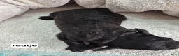 Dwergpoedel honden te koop: Mooie Dwergpoedel pups - Advertentie 8