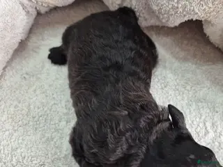Dwergpoedel honden Mooie Dwergpoedel pups - Advertentie 5