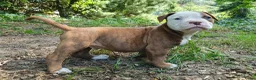 Amerikaanse Bulldog honden te koop: Mooie Amerikaanse Bulldog pups  - Advertentie 17