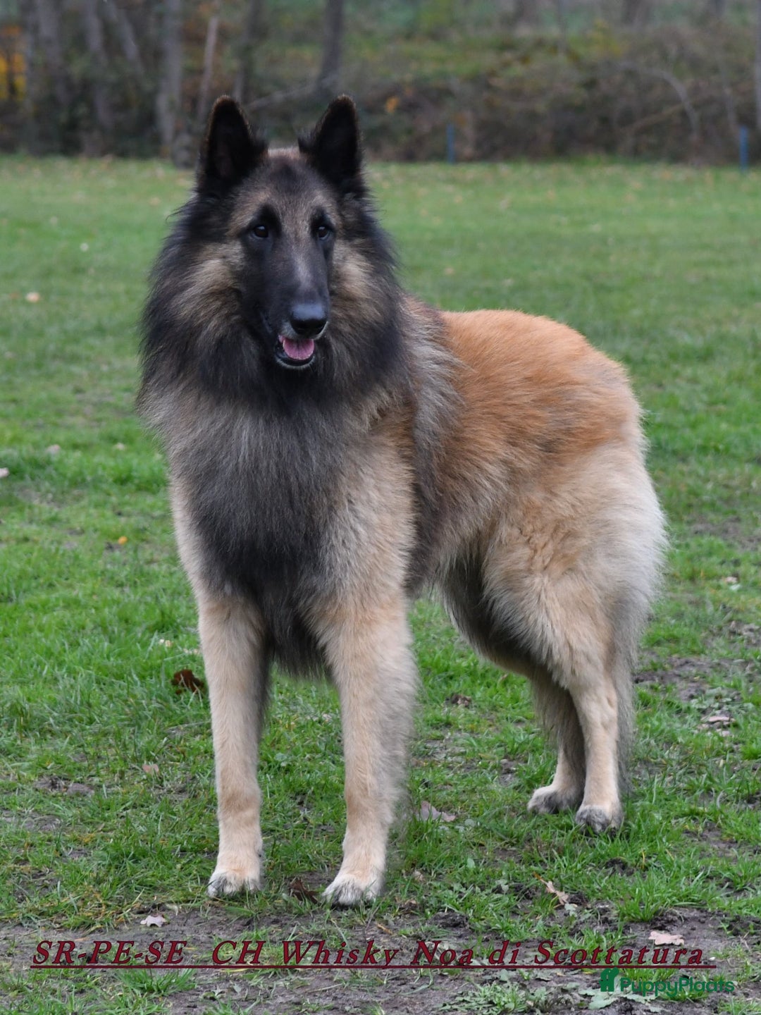 Tervuerense Herder honden te koop: Tervuerense herder pups - Afbeelding 13