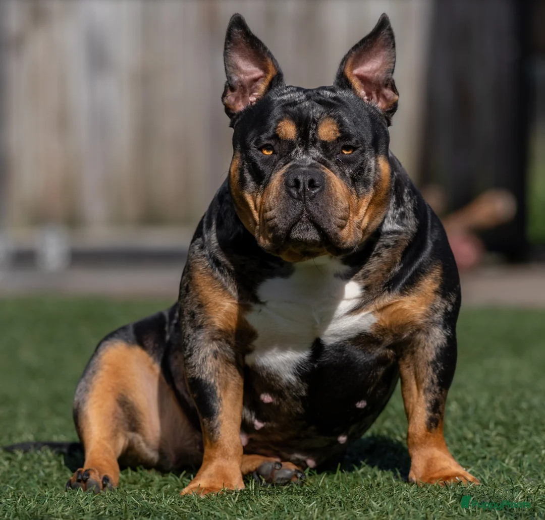 Amerikaanse Bully honden te koop: American Bully pocket pups (verwacht) - Advertentie 2