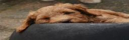 Australian Labradoodle honden te koop: Medium Australian Labradoodle puppy's - Advertentie 14