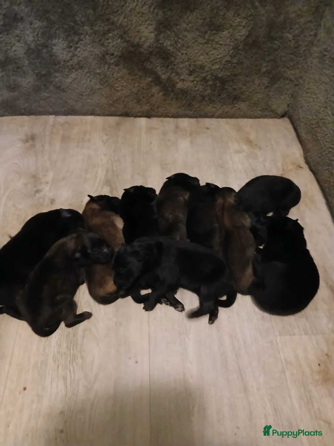 Kruising honden te koop: Groenendaeler en Tervurense pups  - Advertentie 3