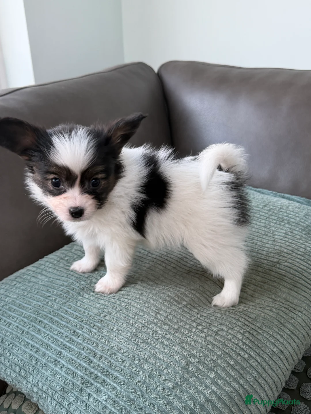 Vlinderhondje honden te koop: Raszuivere Papillon pups - Advertentie 5