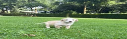 Kruising honden te koop: Dertien schattige snoetjes zoeken een nieuw thuis - Advertentie 14
