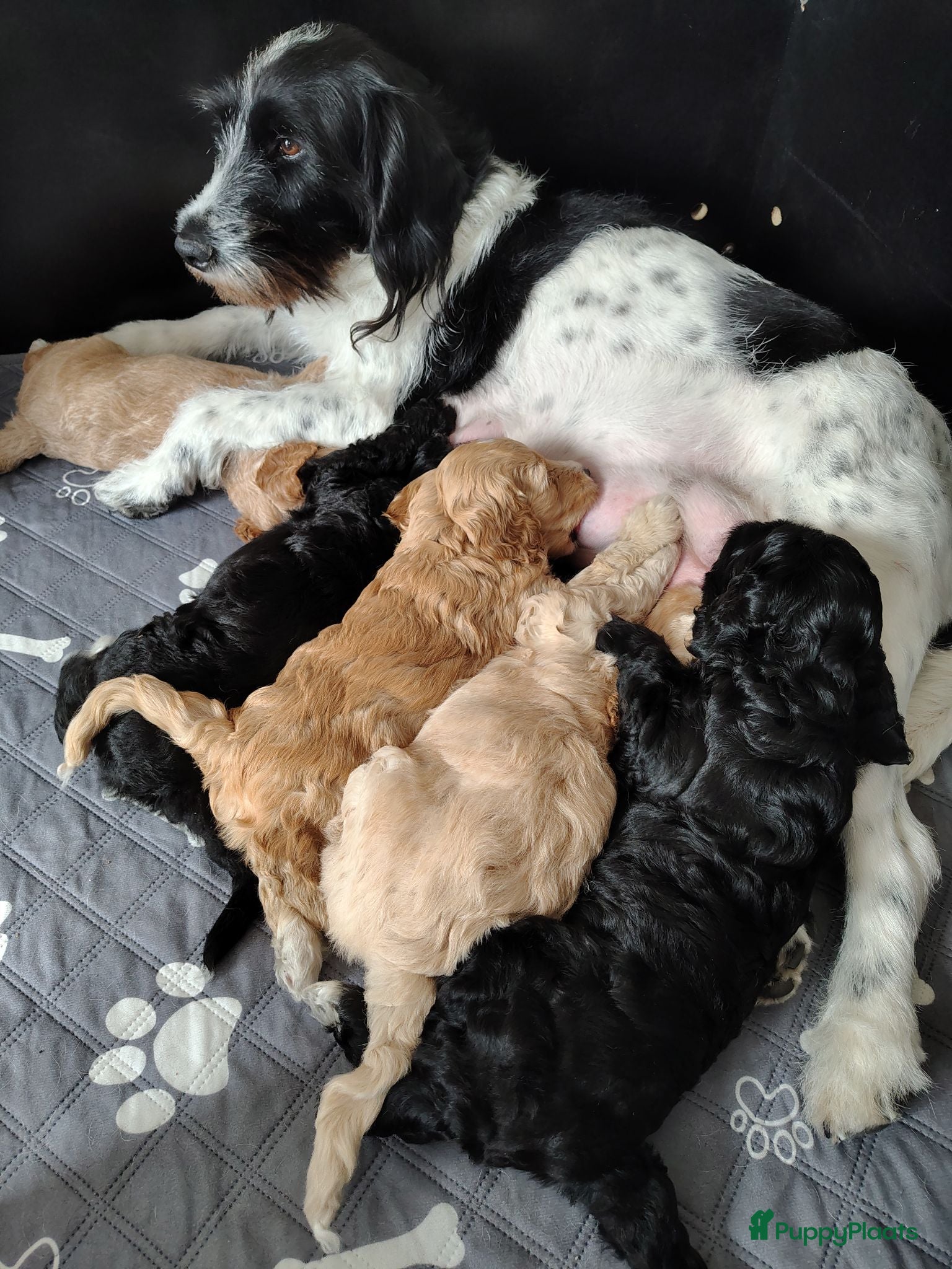 Cockapoo honden Cockapoo F1b huiselijke kring geteste ouders - Advertentie 1