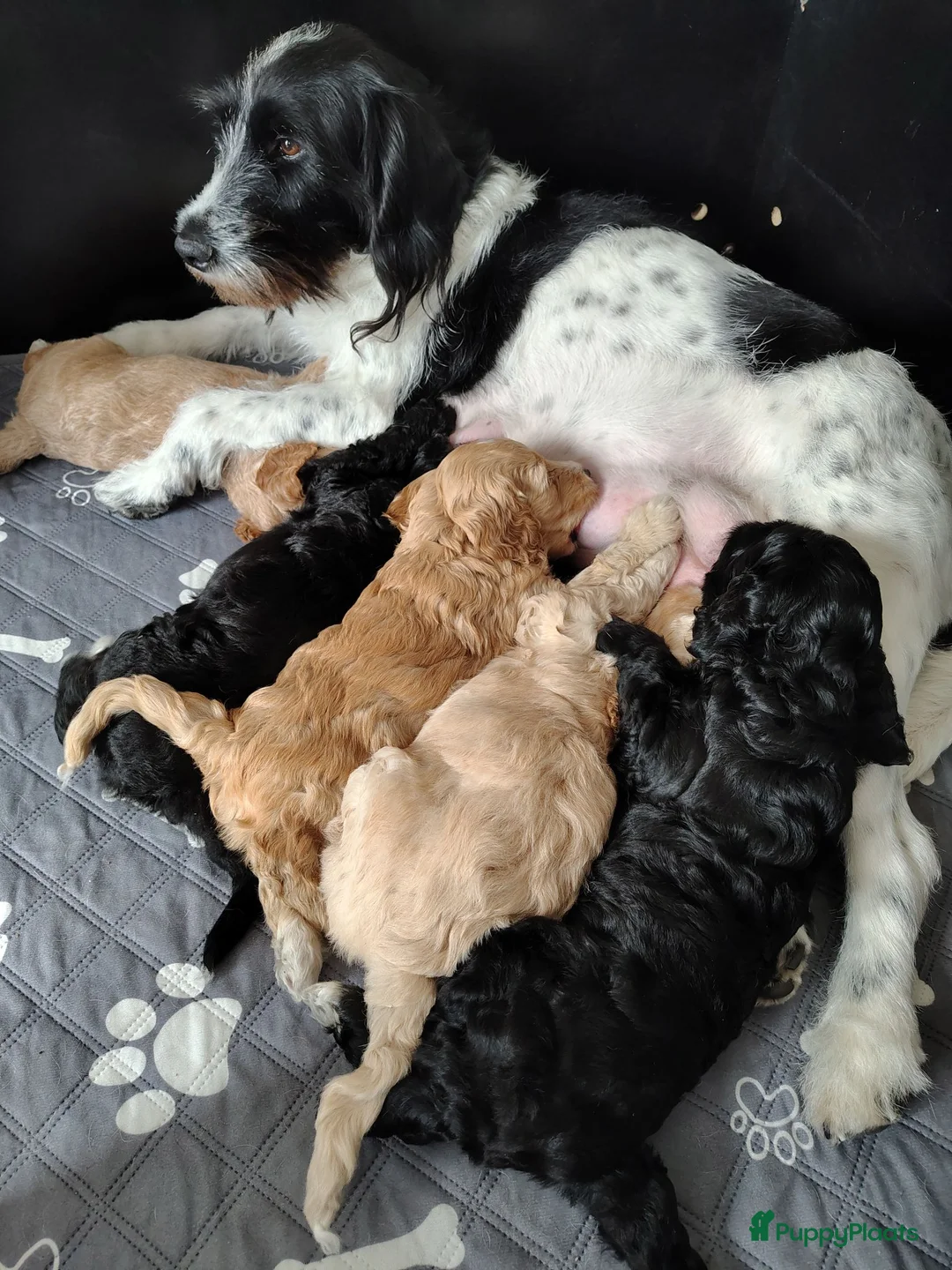 Cockapoo honden te koop: Cockapoo F1b huiselijke kring geteste ouders - Advertentie 1