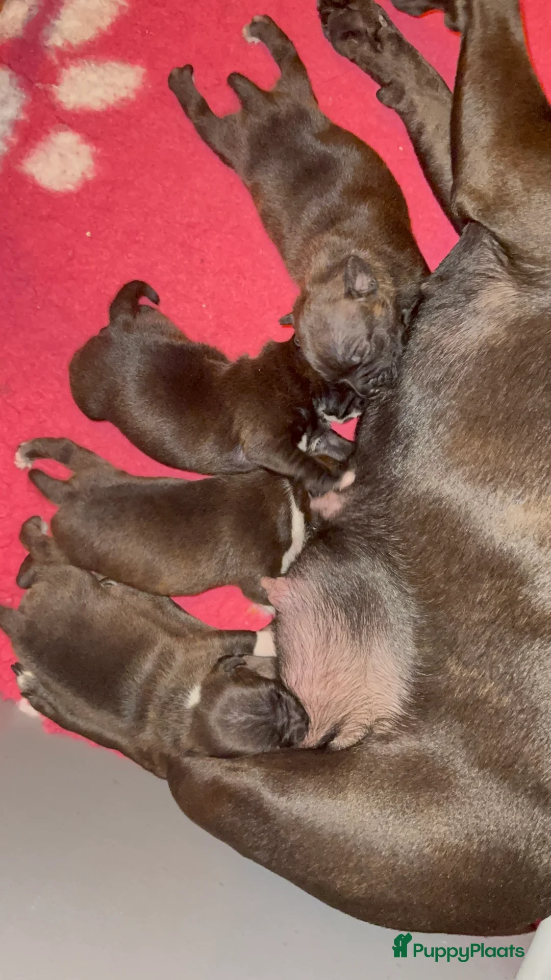 Engelse Stafford honden te koop: Staffordshire Bull Teriër  in Beverwijk - Advertentie 2