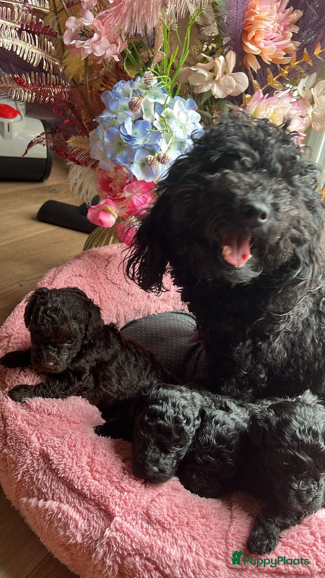 Poedel Toy honden te koop: Toy poedel pups  in Oss - Afbeelding 12