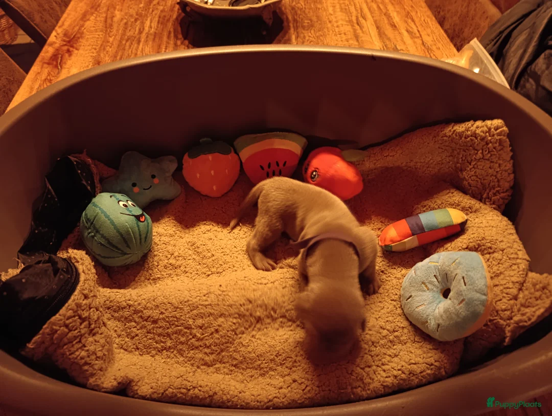 Weimarse Staande Hond korthaar honden te koop: Weimaraner pups  - Advertentie 2