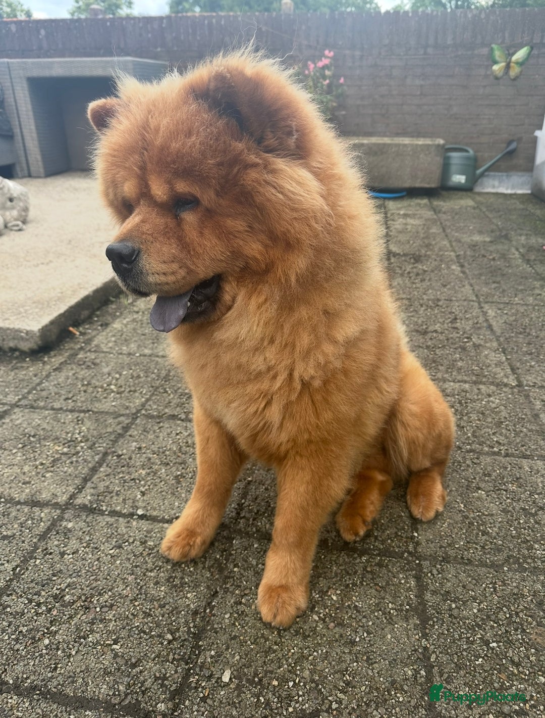 Chow Chow honden ter dekking: Dekreu Chow Chow Bobbie - Advertentie 4