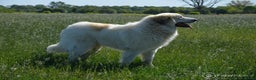 Pyreneese Berghond honden ter dekking: Ter Dekking in Wellerlooi - Advertentie 3