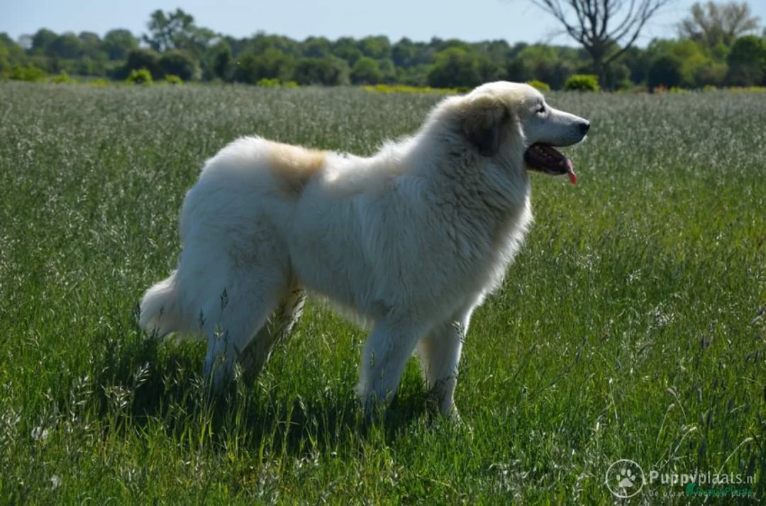 Pyreneese Berghond honden ter dekking: Ter Dekking in Wellerlooi - Advertentie 3