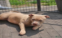 Amerikaanse Bully honden te koop: 2 leuke, teefjes met een zacht karakter .  - Afbeelding 6