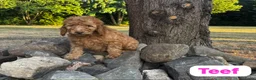 Australian Labradoodle honden te koop: Australian Labradoodles - Advertentie 6