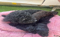 Poedel Toy honden te koop: Toy poedel pups  in Oss - Afbeelding 7