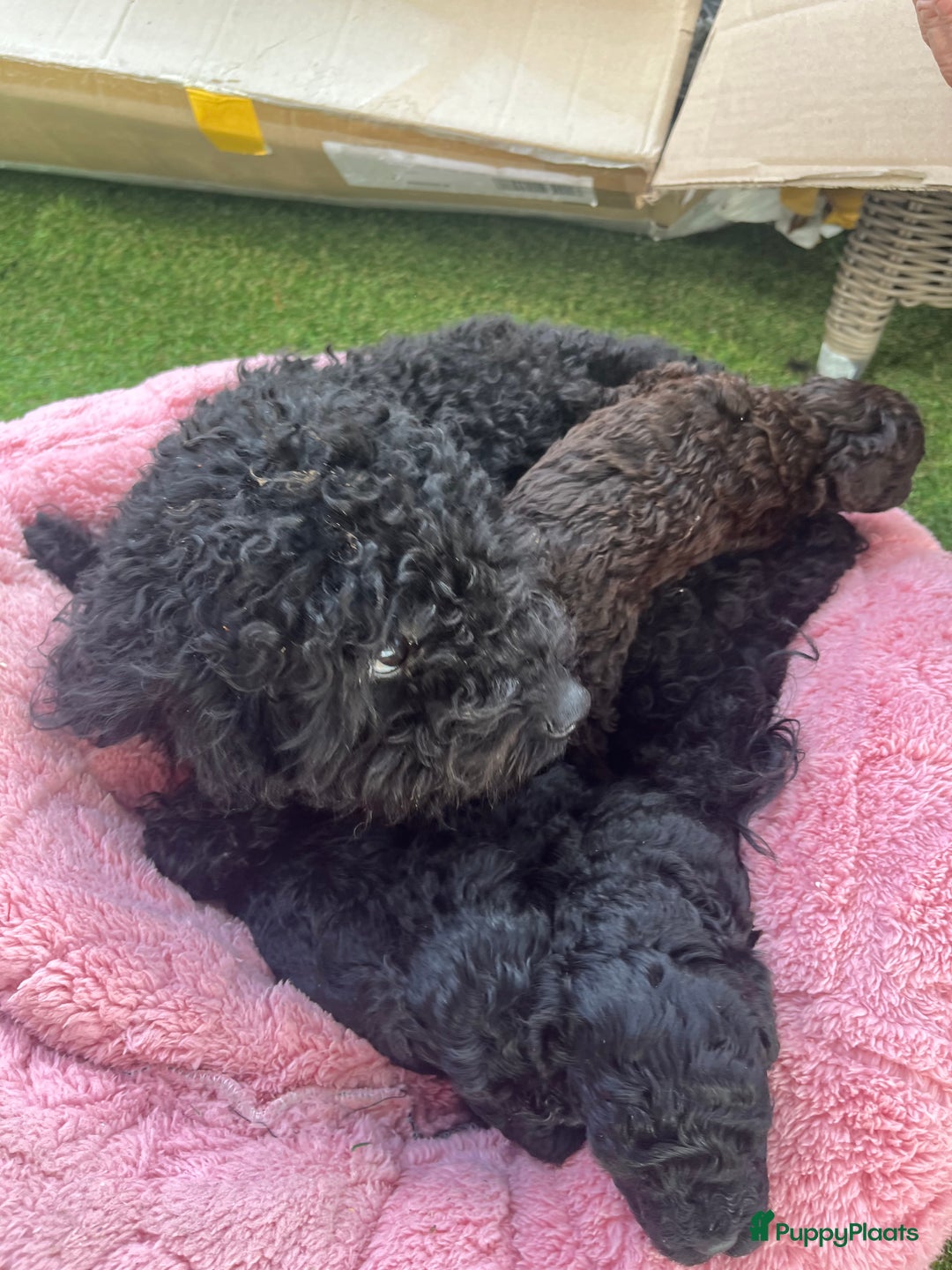 Poedel Toy honden te koop: Toy poedel pups  in Oss - Afbeelding 7