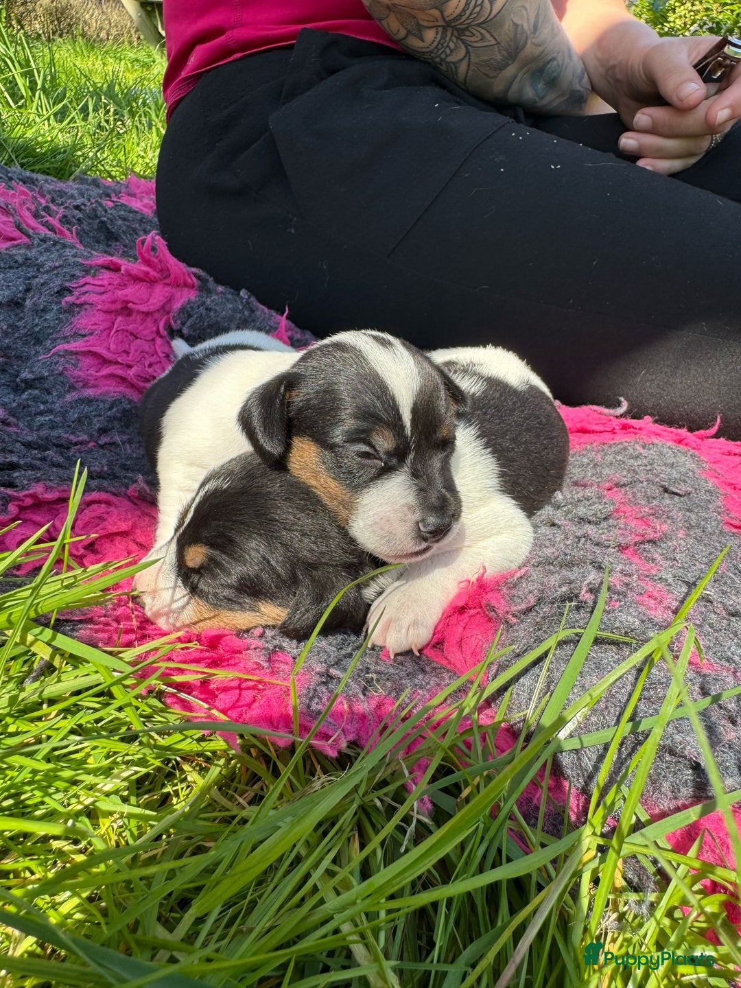 Jack Russel Terriër honden te koop: Jack russel pups (laagbenig) in Baarle-Nassau - Afbeelding 21