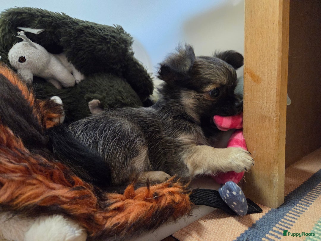 Chihuahua honden te koop: 2 Chiwawa pups mannelijk  - Advertentie 6