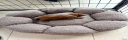 Poedel Toy honden te koop: Prachtige toypoedel pups  - Advertentie 8