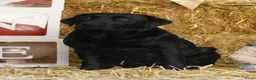 Labrador Retriever honden te koop: Labrador pups - Advertentie 15