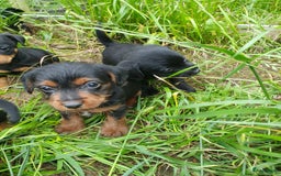 Jack Russel Terriër honden te koop: Jack russel. × yoypoedel - Afbeelding 8