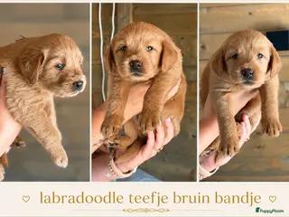 Labradoodle honden Exclusief Medium Labradoodle nest 🐾 - Advertentie 1