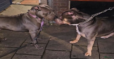 Amerikaanse Bully honden - Advertentie 6