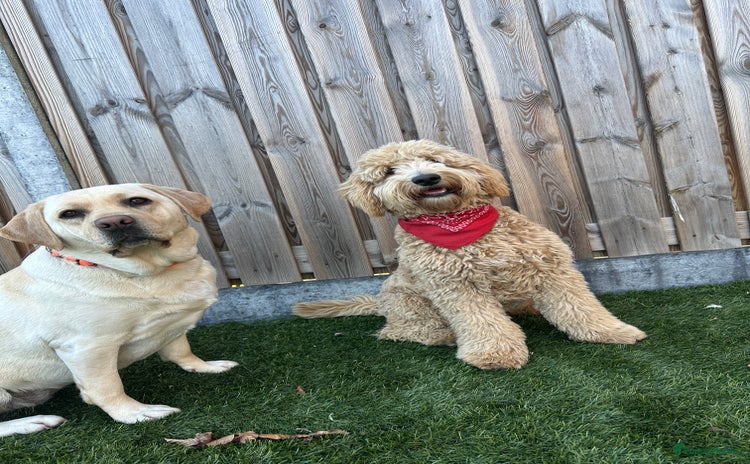 Labradoodle honden - Advertentie 1